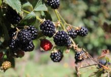 Parents hopping mad over allergy scene