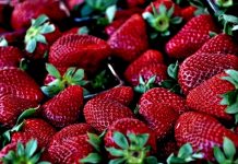 Strawberry contamination crisis grows
